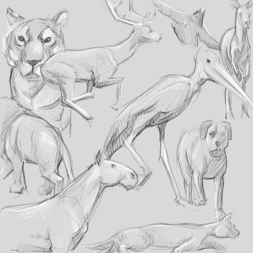 Muybridge Quickdraw- animals — figure reference