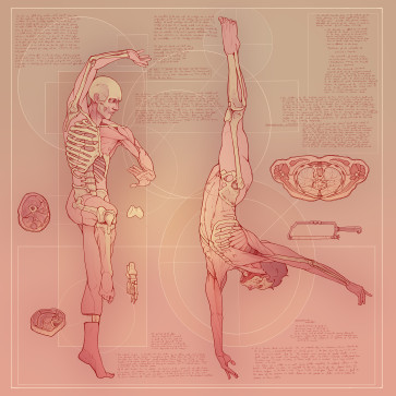study XXIV — figure reference