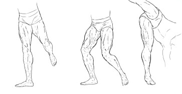 Anatomy 4 — figure reference