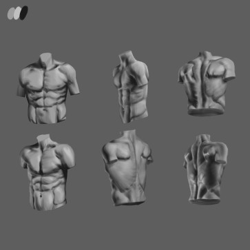 torso turnaround — figure reference