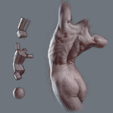 Torso study — figure reference
