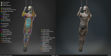Écorché study — figure reference
