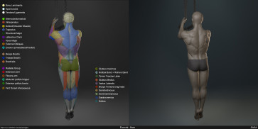 Écorché study - Back — figure reference