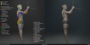 Écorché study - Side — figure reference