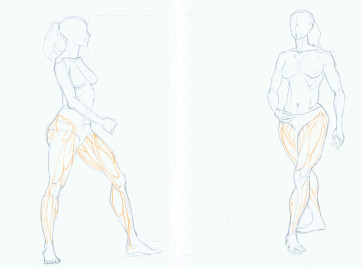Leg anatomy study — figure reference
