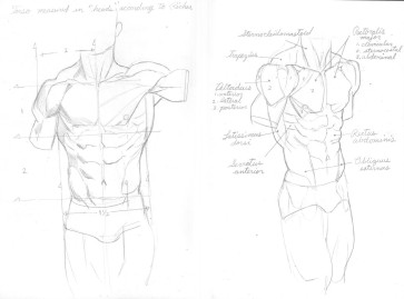 Torso anatomy lecture notes — figure reference
