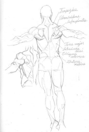 Back anatomy study — figure reference