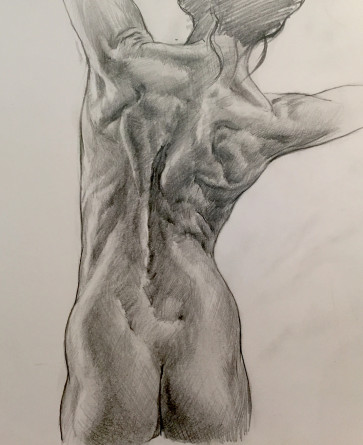 Back Anatomy — figure reference