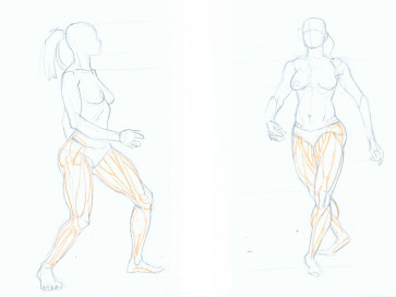 Leg anatomy study — figure reference
