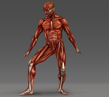 Ecorché1 — figure reference