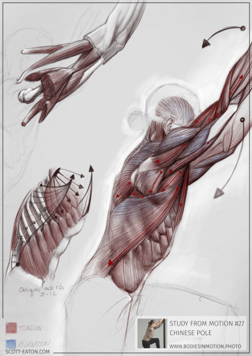 Climb - Dynamic Anatomy study — figure reference