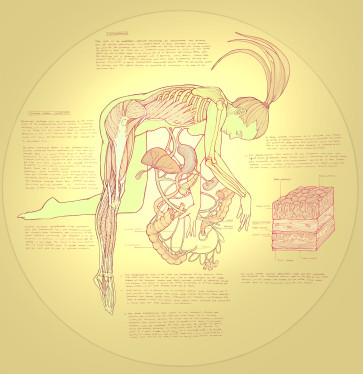 anatomy study — figure reference