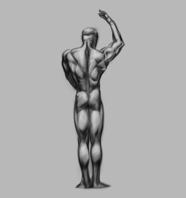 Muscular back value studt — figure reference