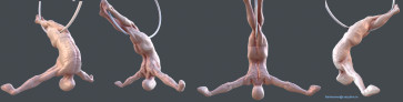 Male_hoop_sculpt — figure reference