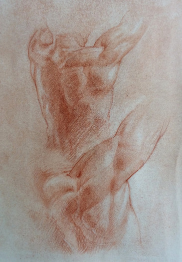 Male chain 7 studies — figure reference