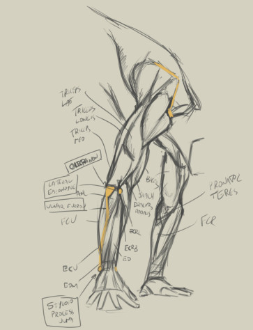 Anatomy study — figure reference