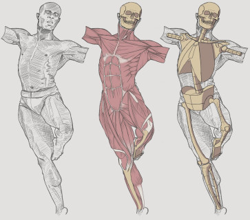 Ecorche - Male Ballet 12 - 5 — figure reference