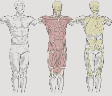 Ecorche - Male Straps 5 - 10 — figure reference