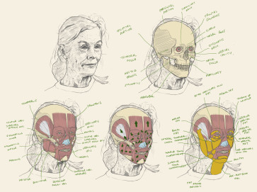 Head study - Neutral Faces -20 — figure reference