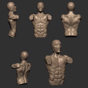 chest & back — figure reference