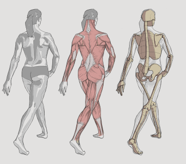 Ecorche - Female Dance 20 - 01 — figure reference