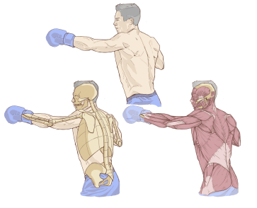 Boxing 04 - Frame 12 ecorche. — figure reference