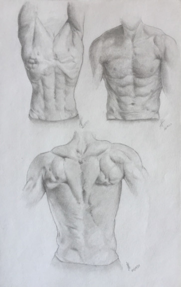 Torso Studies — figure reference