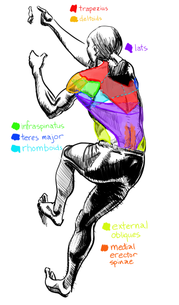 Back View, Inked, Back Muscle Study — figure reference