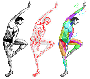 Dancer, Inked, Ecorche — figure reference
