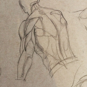 Anatomy Practice — figure reference