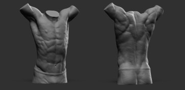 Torso Study — figure reference