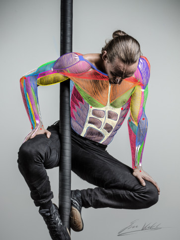 UpperTorso Anatomy Study — figure reference