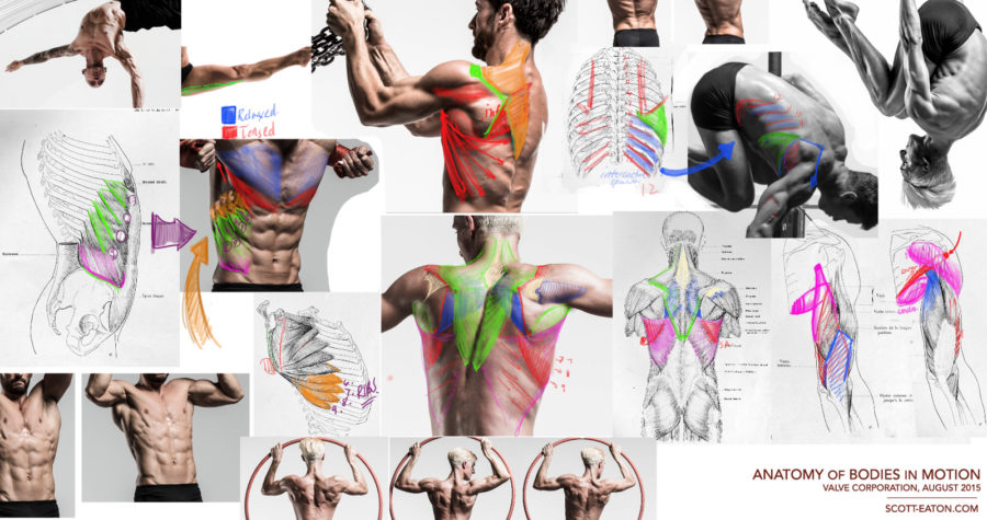 Collection of anatomy notes from Scott Eaton's Anatomy of Bodies in Motion lecture at Valve Corporation